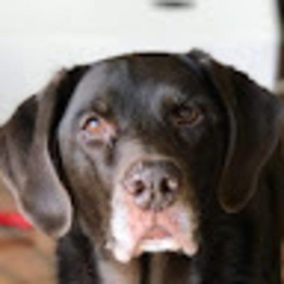 Meet your Posher, Jodi - Picture 1 of 1